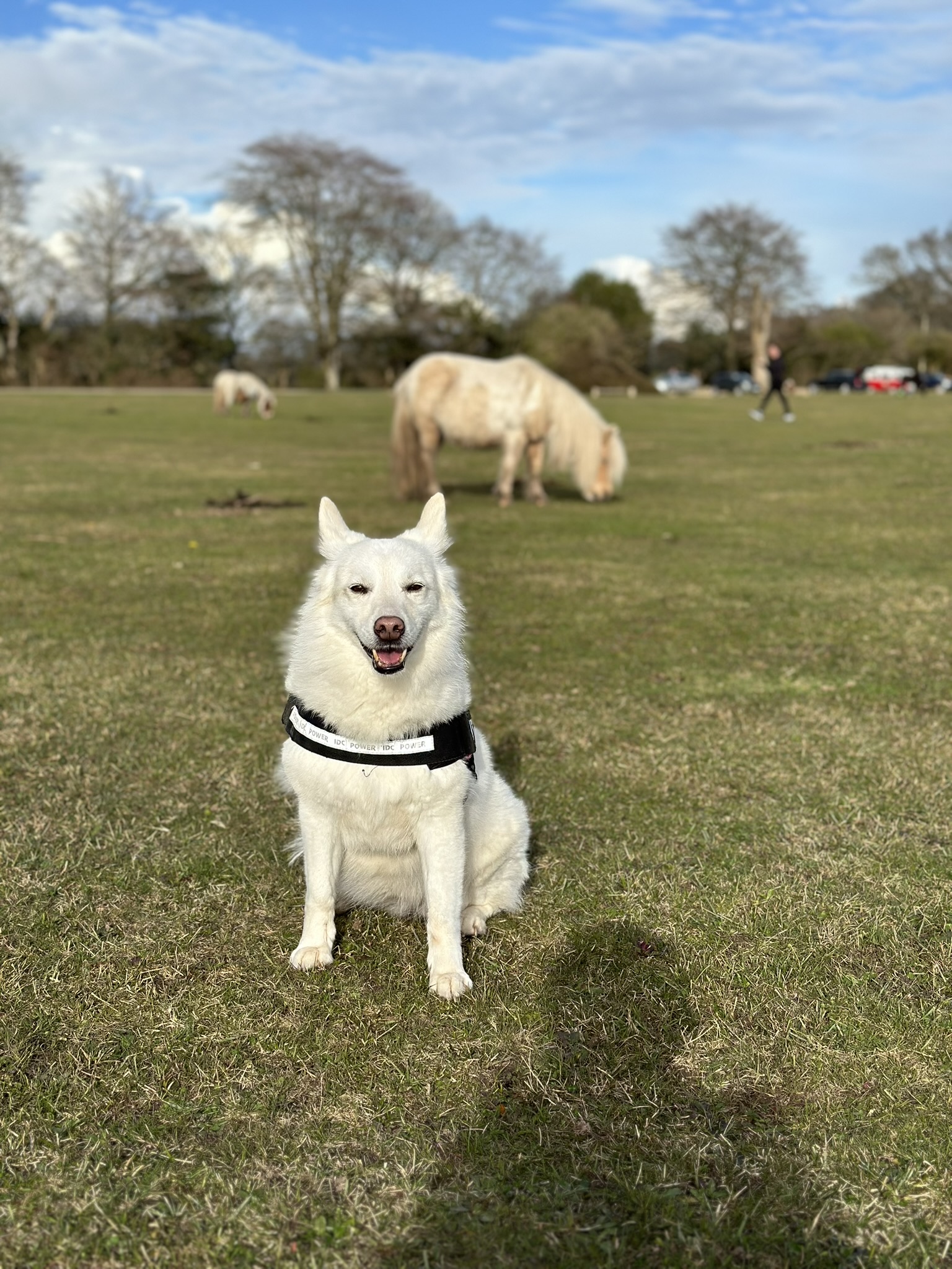 new forest dog sitter